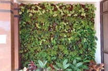 Green Wall and Green Frames